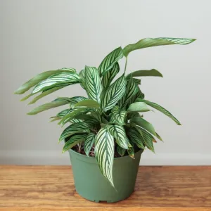 Calathea Elliptica 'Vittata' - Various Sizes