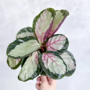 Calathea 'Rosy' - Rosy Calathea - Various Sizes