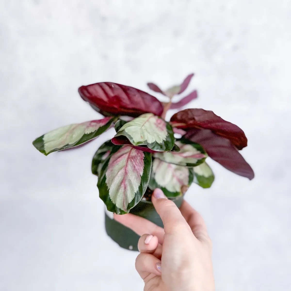 Calathea 'Rosy' - Rosy Calathea - Various Sizes