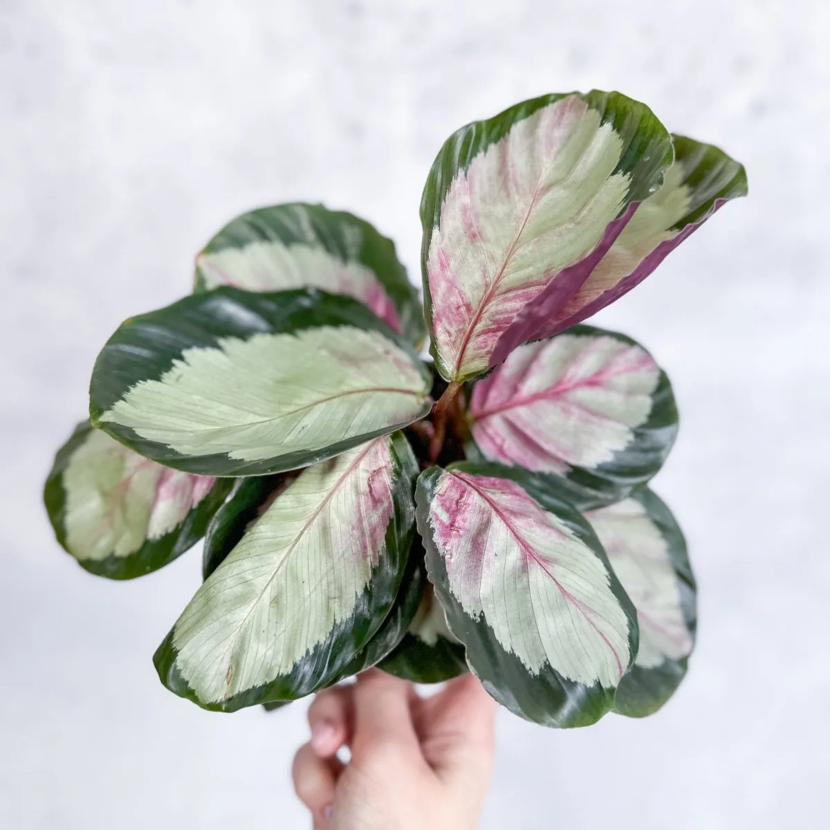 Calathea 'Rosy' - Rosy Calathea - Various Sizes