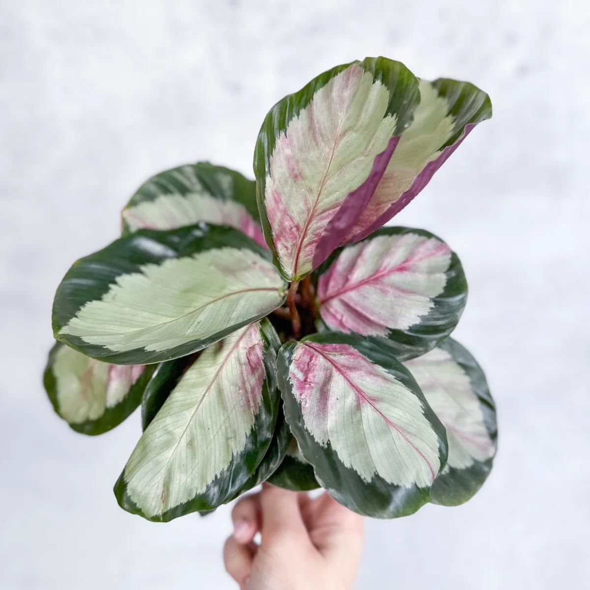 Calathea 'Rosy' - Rosy Calathea - Various Sizes