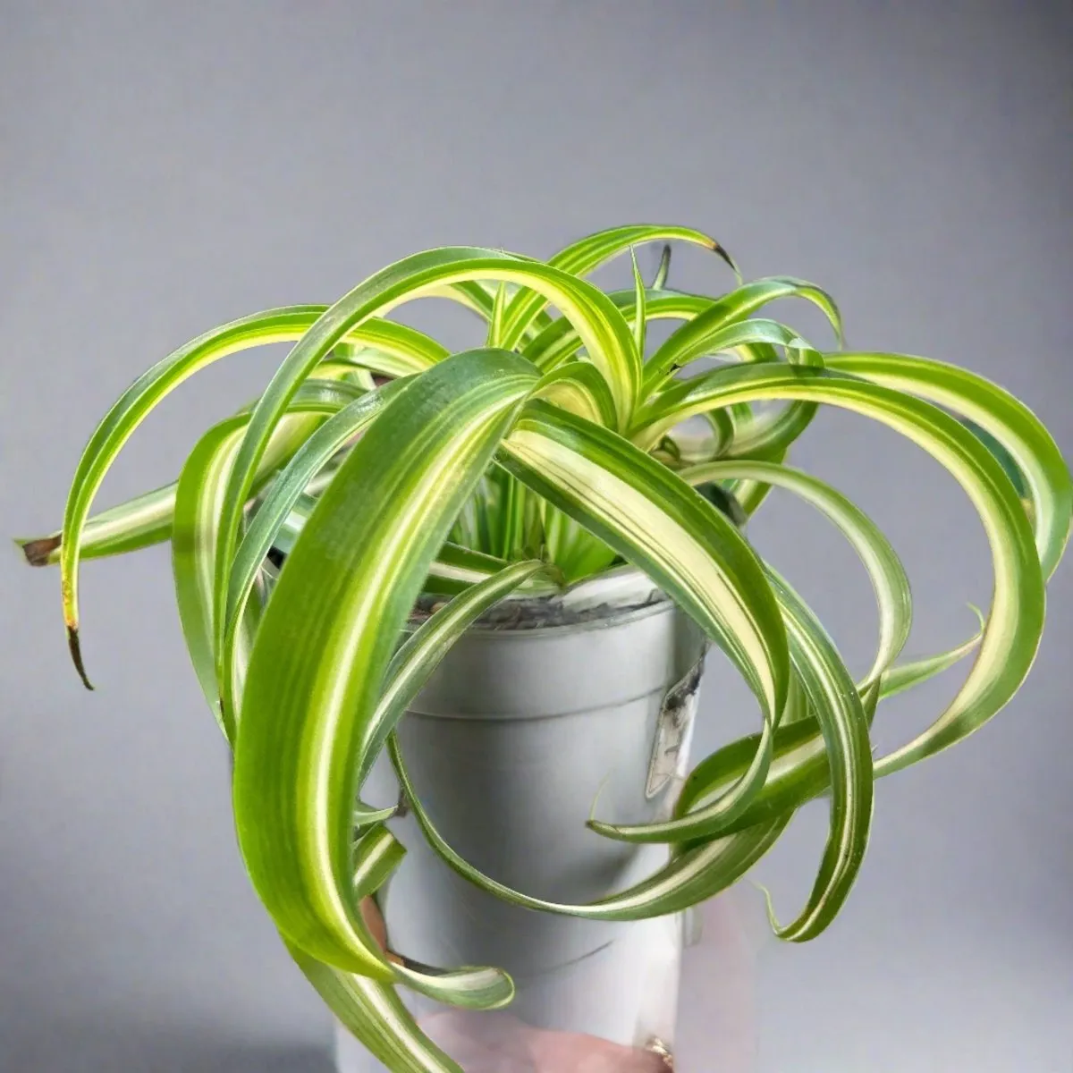 Chlorophytum comosum 'Bonnie' - Bonnie Spider Plant - Various Sizes