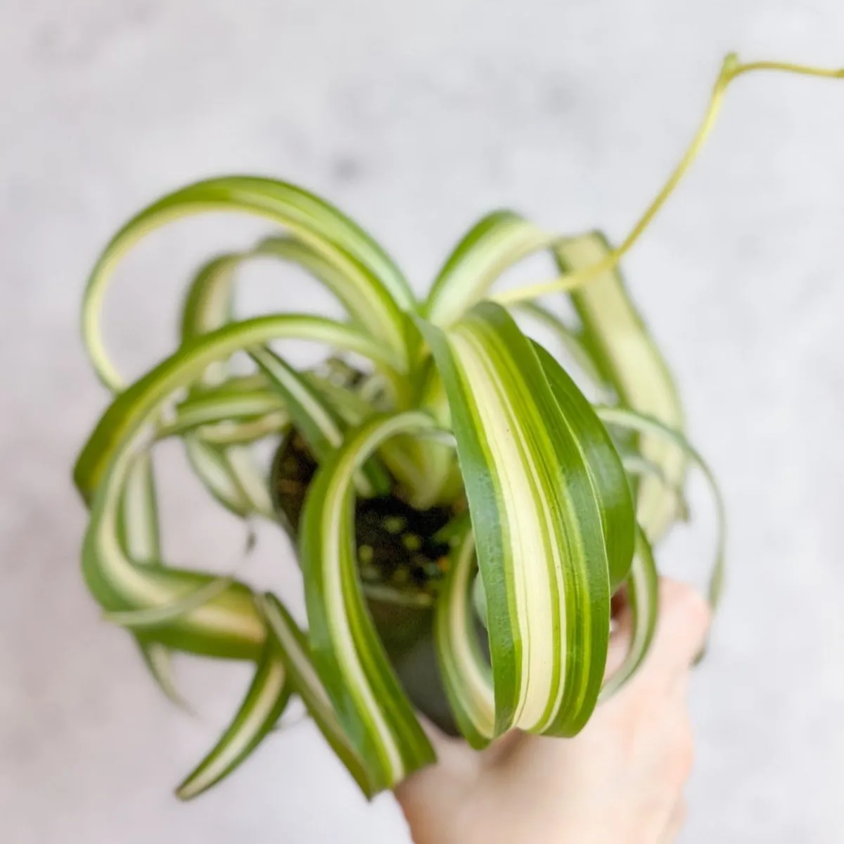 Chlorophytum comosum 'Bonnie' - Bonnie Spider Plant - Various Sizes