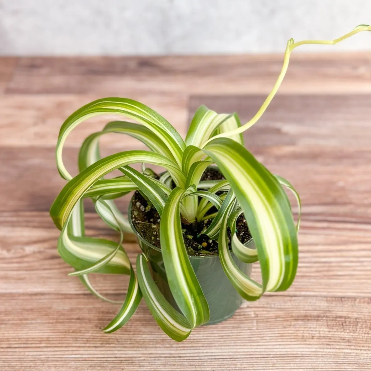 Chlorophytum comosum 'Bonnie' - Bonnie Spider Plant - Various Sizes