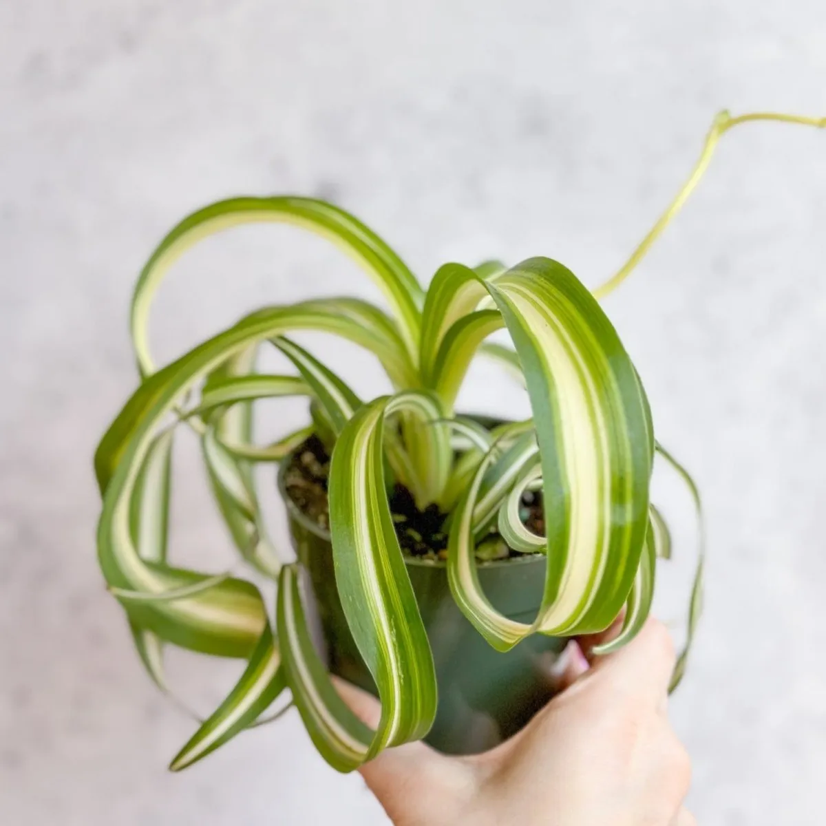 Chlorophytum comosum 'Bonnie' - Bonnie Spider Plant - Various Sizes