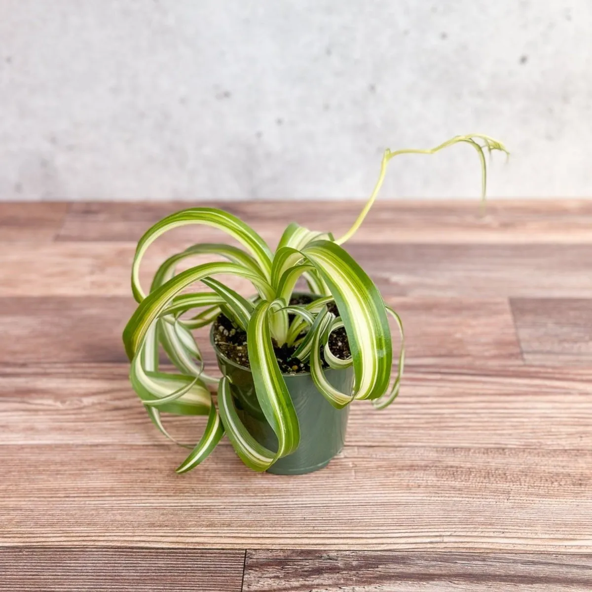 Chlorophytum comosum 'Bonnie' - Bonnie Spider Plant - Various Sizes