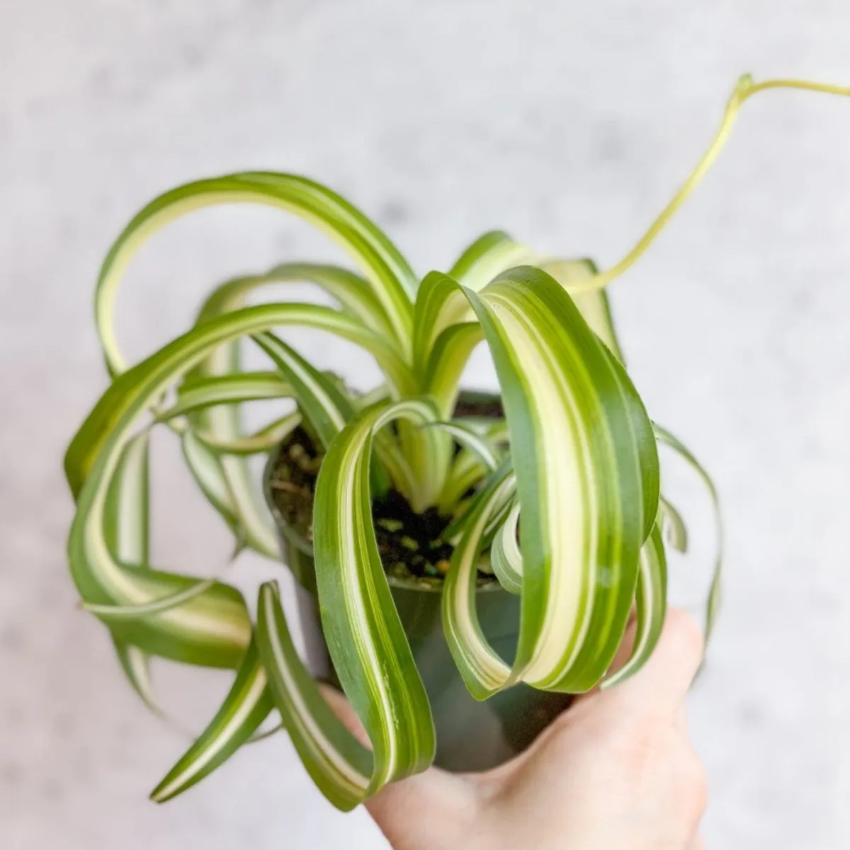 Chlorophytum comosum 'Bonnie' - Bonnie Spider Plant - Various Sizes