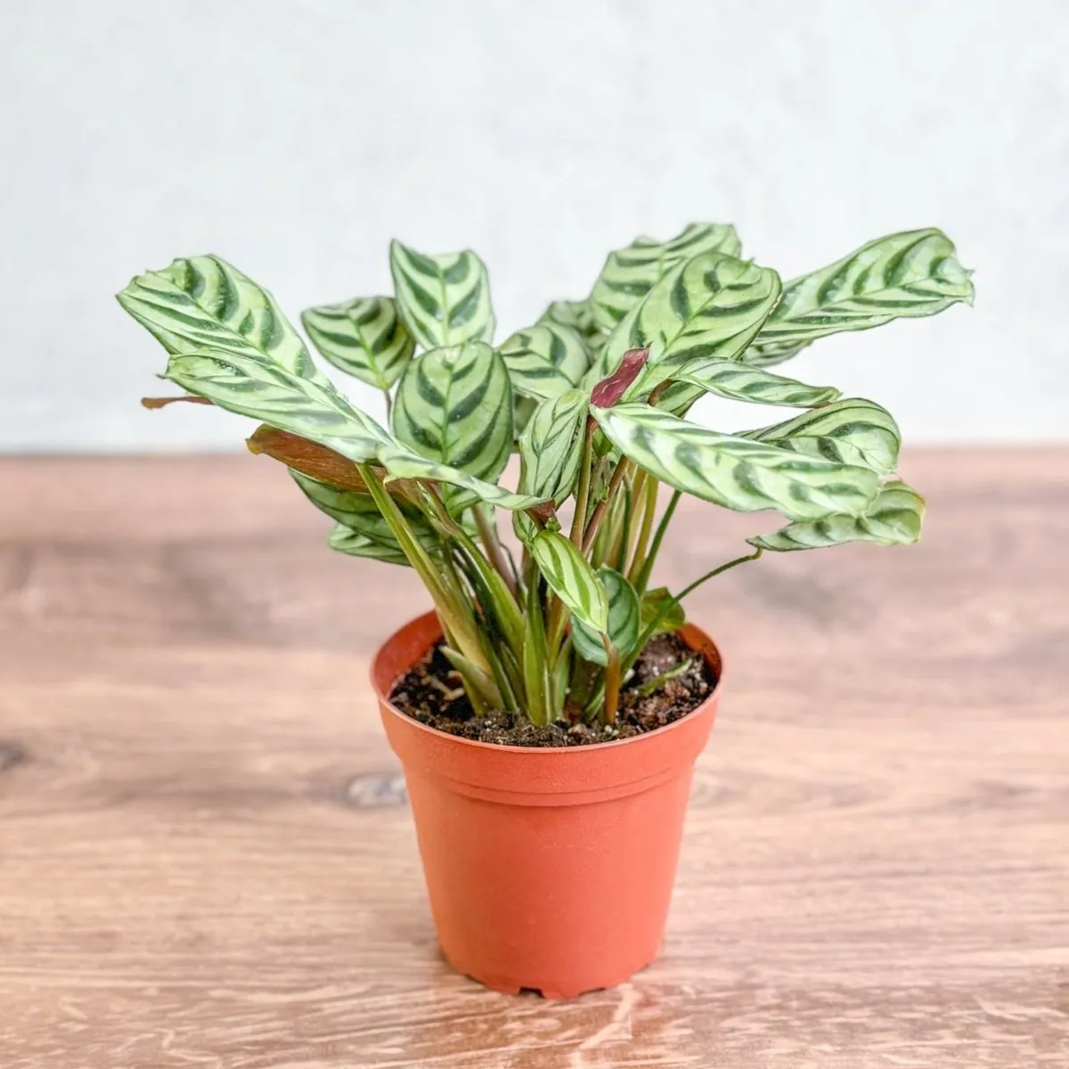 Ctenanthe Burle-Marxii ‘Fishbone Prayer Plant’