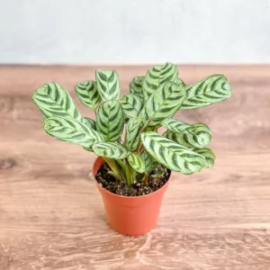 Ctenanthe Burle-Marxii ‘Fishbone Prayer Plant’