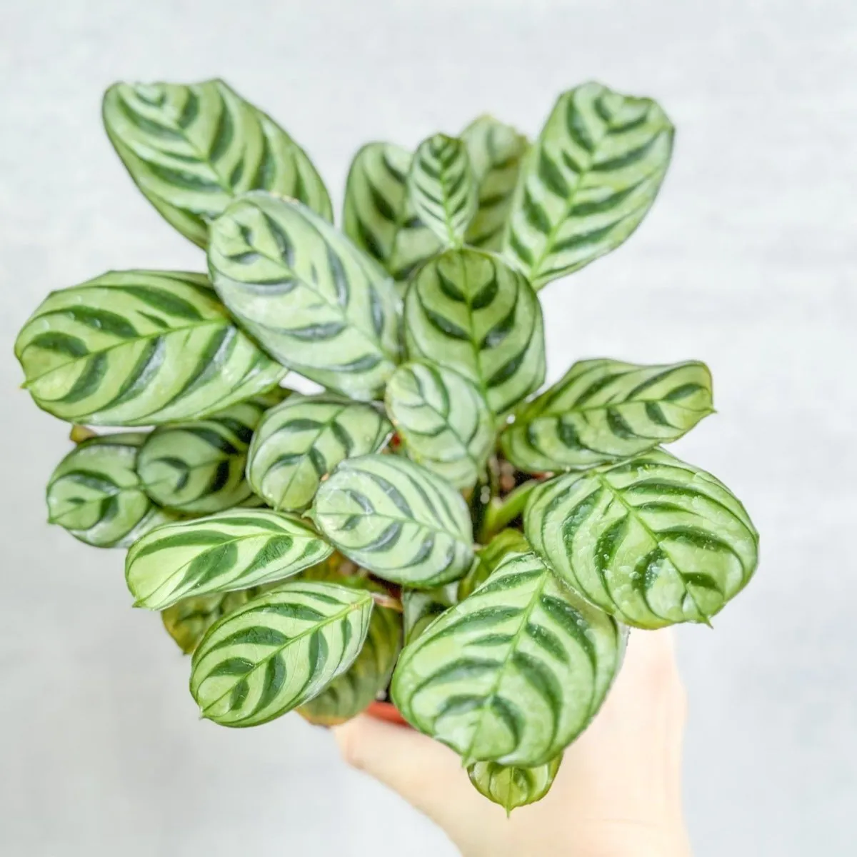 Ctenanthe Burle-Marxii ‘Fishbone Prayer Plant’