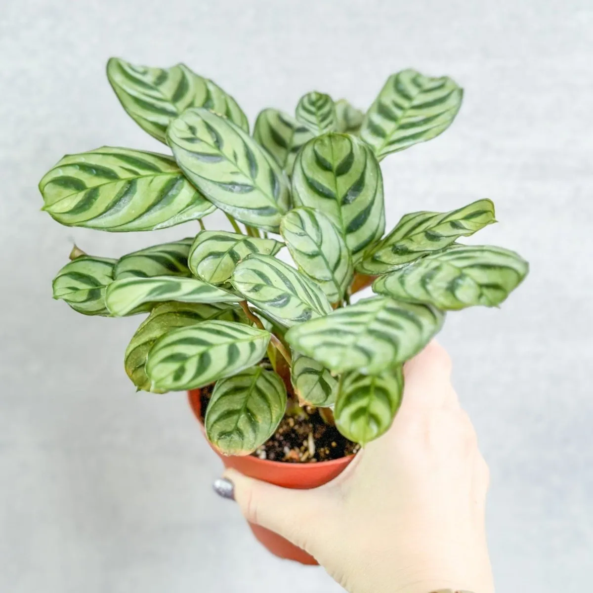 Ctenanthe Burle-Marxii ‘Fishbone Prayer Plant’